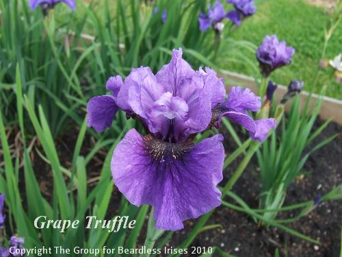 sib Grape Truffle 